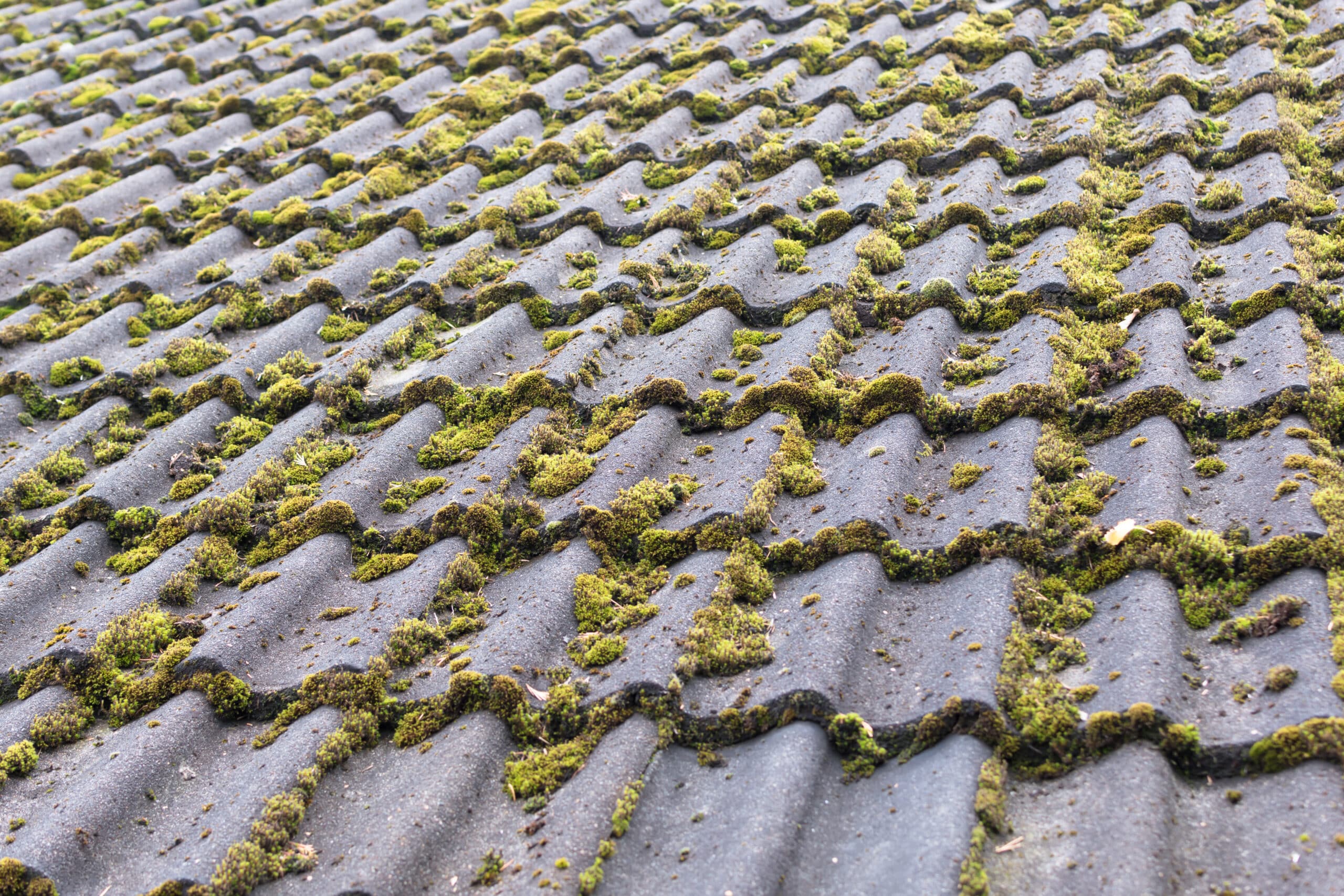 Roof tiles covered by moss