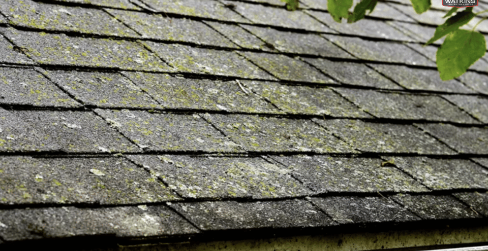 How-to-Prevent-and-Remove-Algae-and-Moss-on-My-Roof